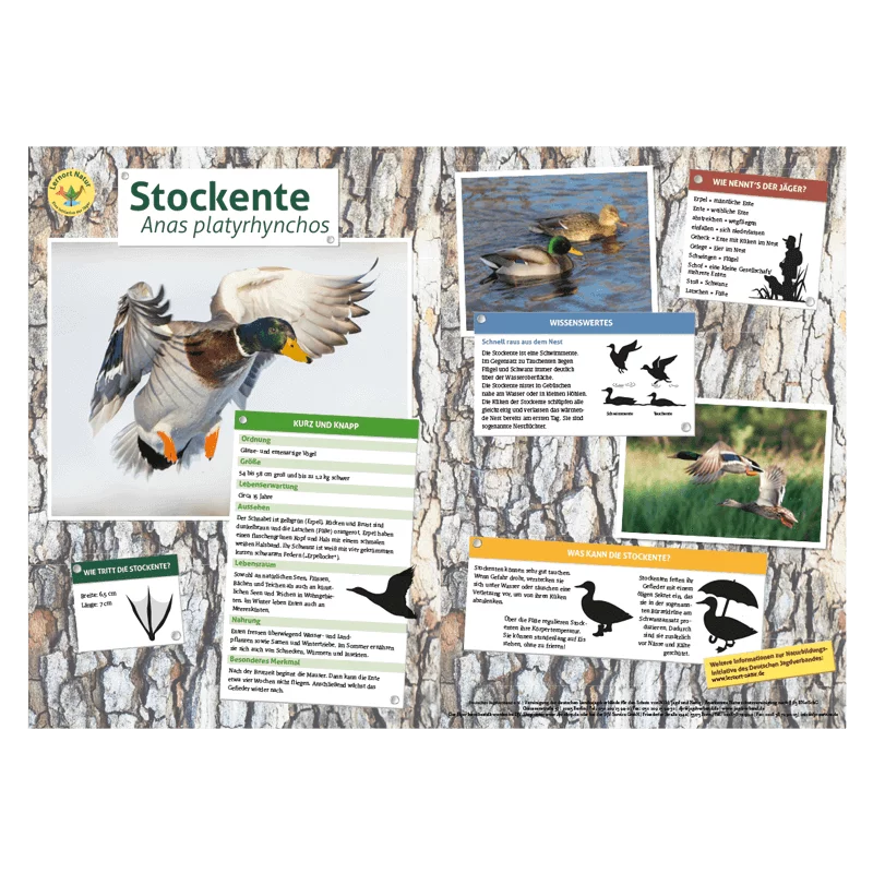Lernort Natur-Tiertafel DIN A3 Stockente