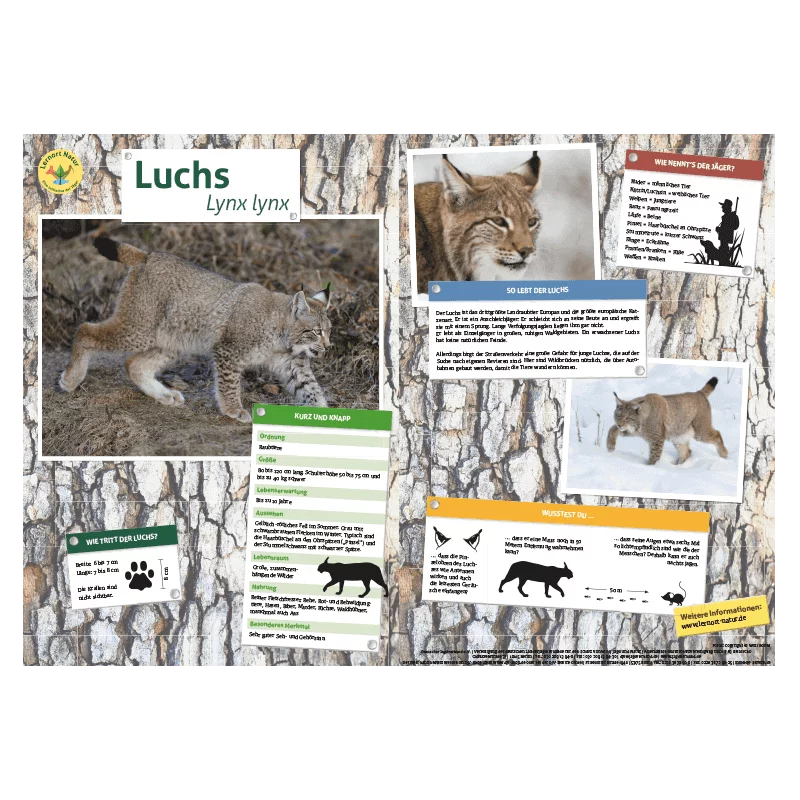 Lernort Natur-Tiertafel DIN A3 Luchs