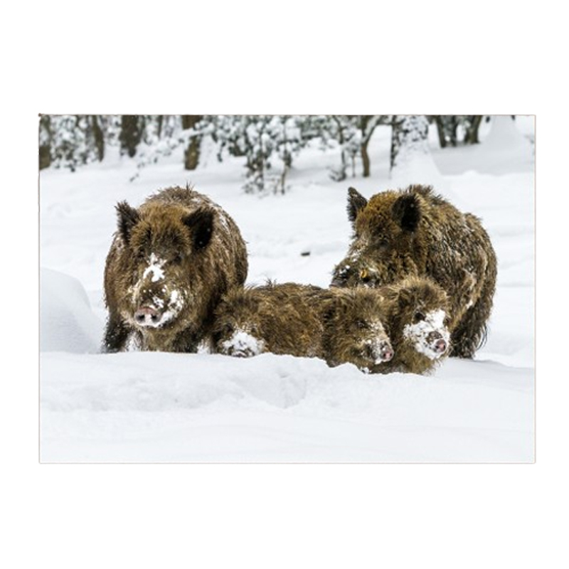 Postkarte "Wildschwein-Rotte im Schnee"