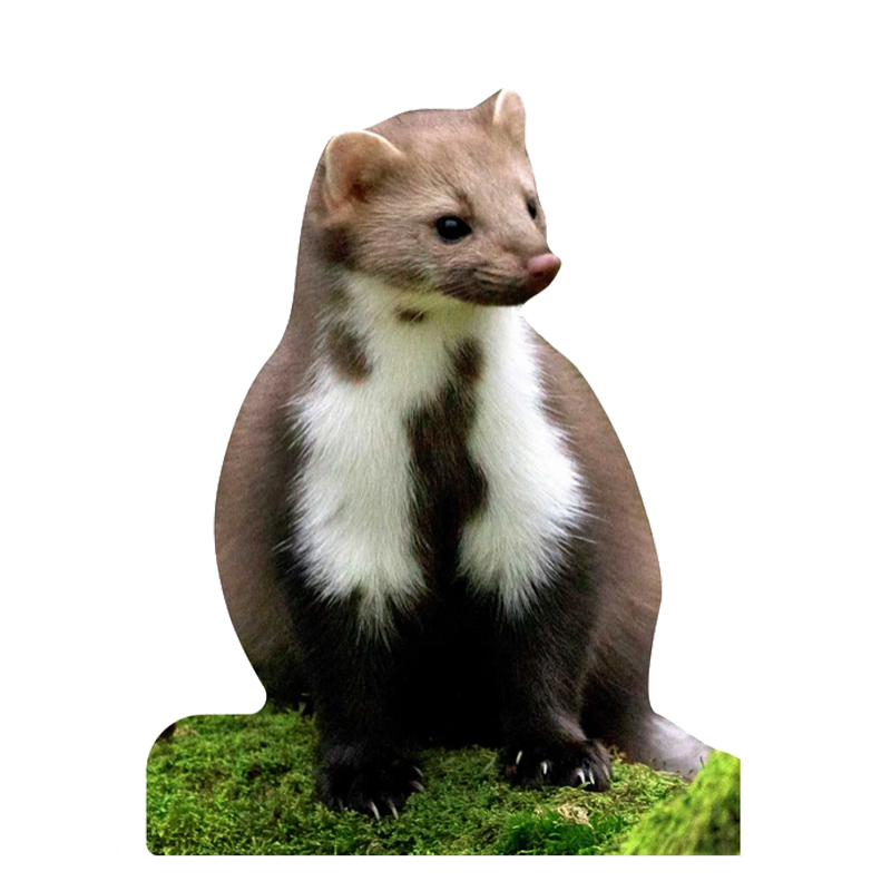 Tieraufsteller Steinmarder