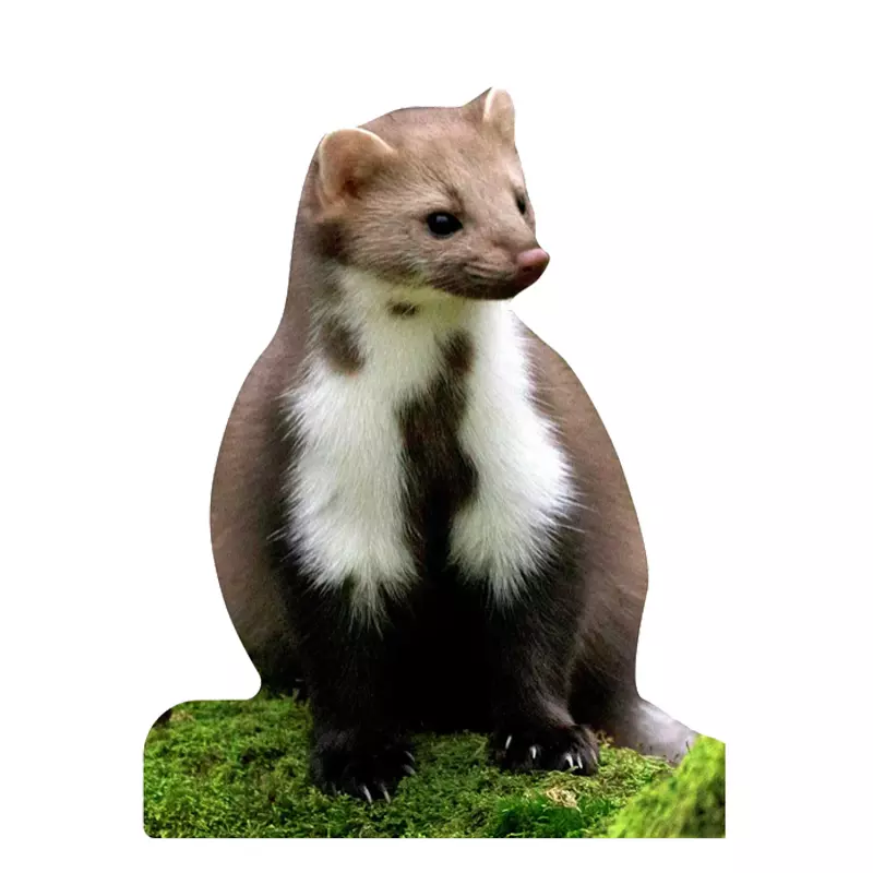 Tieraufsteller Steinmarder