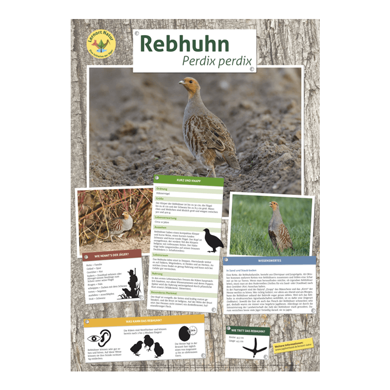 Lernort Natur-Tierposter Rebhuhn