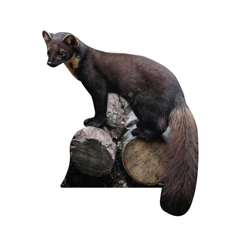 Tieraufsteller Baummarder