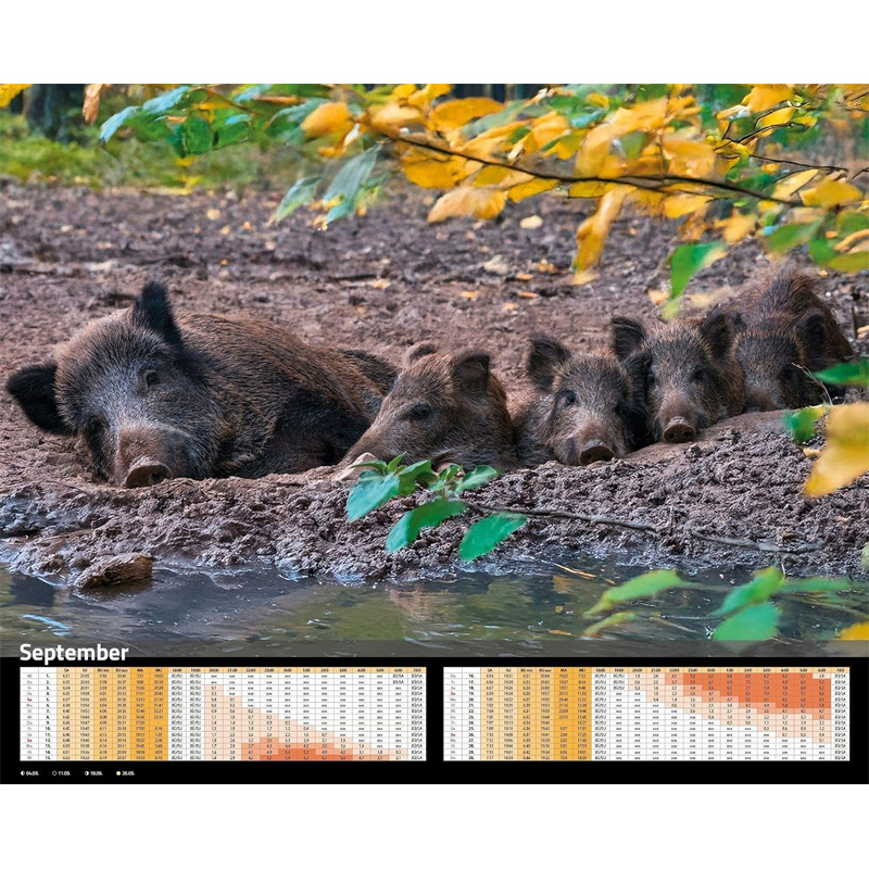 Premium-Kalender "Sauen 2027" mit Mondhelligkeitskalender (inkl. Flaschenöffner)