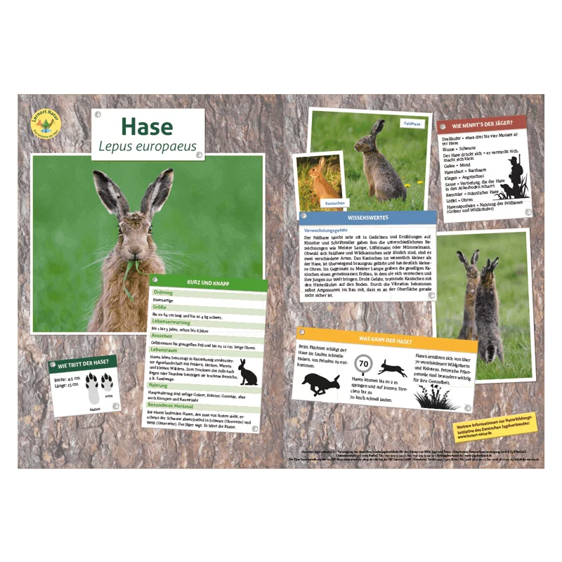 Lernort Natur-Tiertafel DIN A3 Hase