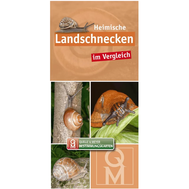 Bestimmungskarte "Heimische Landschnecken im Vergleich"