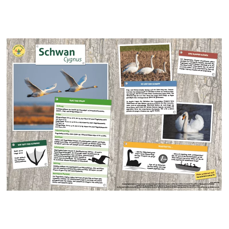 Lernort Natur-Tiertafel DIN A3 Schwan
