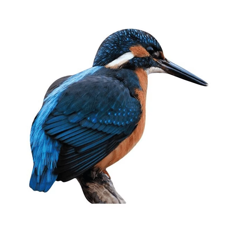 Tieraufsteller Eisvogel