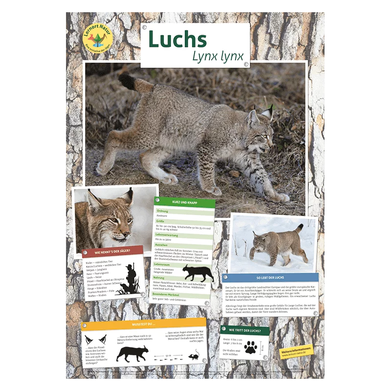 Lernort Natur-Tierposter Luchs