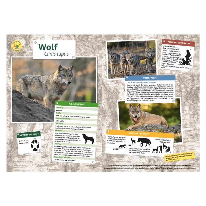 Lernort Natur-Tiertafel DIN A3 Wolf