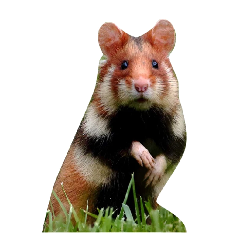 Tieraufsteller Feldhamster