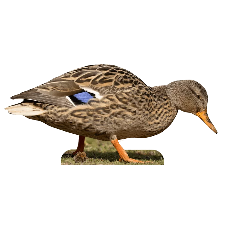Tieraufsteller Stockente