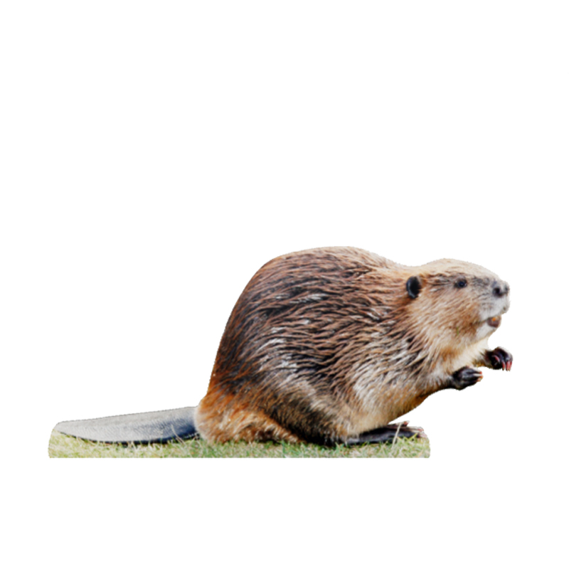 Tieraufsteller Biber