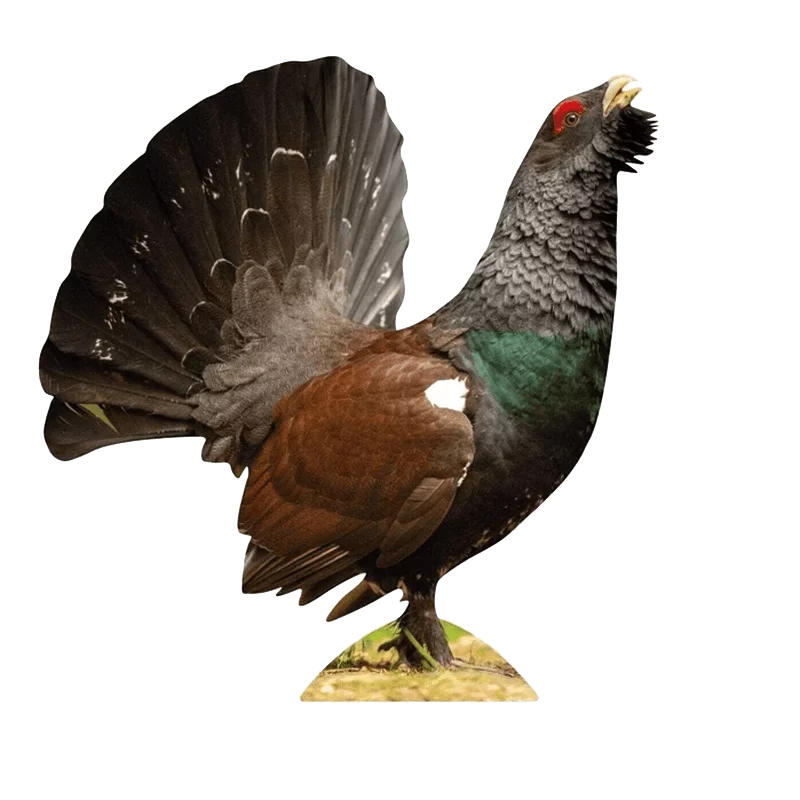 Tieraufsteller Auerhahn