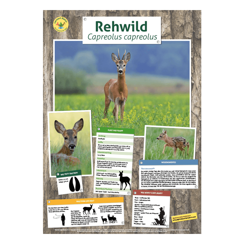 Lernort Natur-Tierposter Rehwild