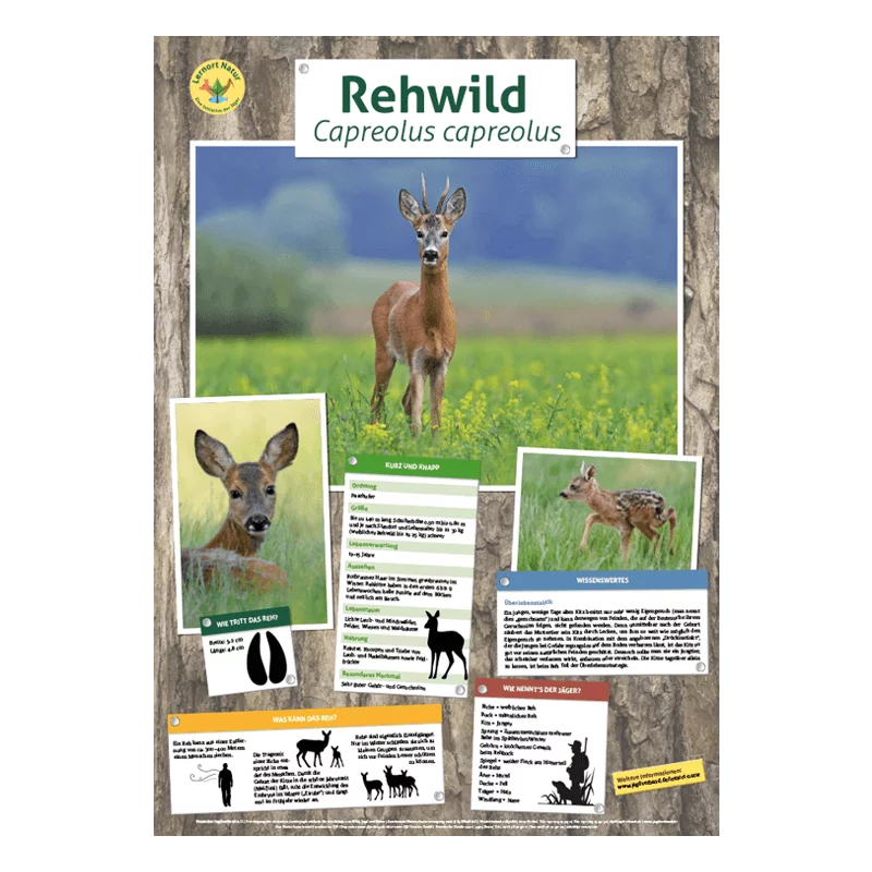 Lernort Natur-Tierposter Rehwild