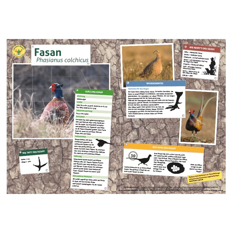 Lernort Natur-Tiertafel DIN A3 Fasan