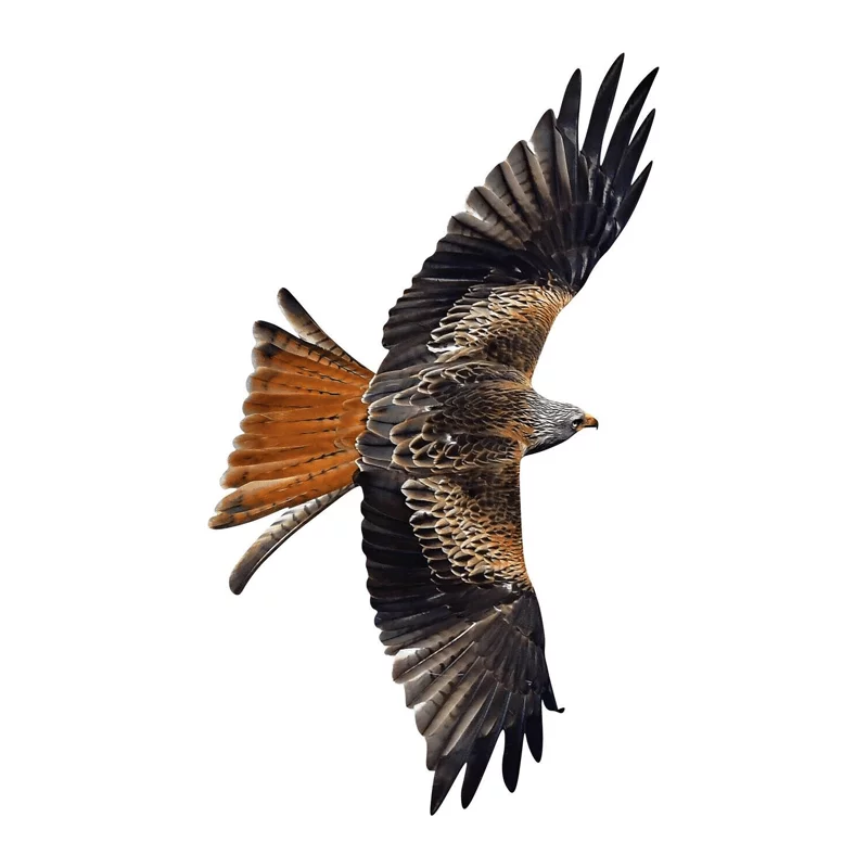 Fenster-Vogelschutzaufkleber Rotmilan