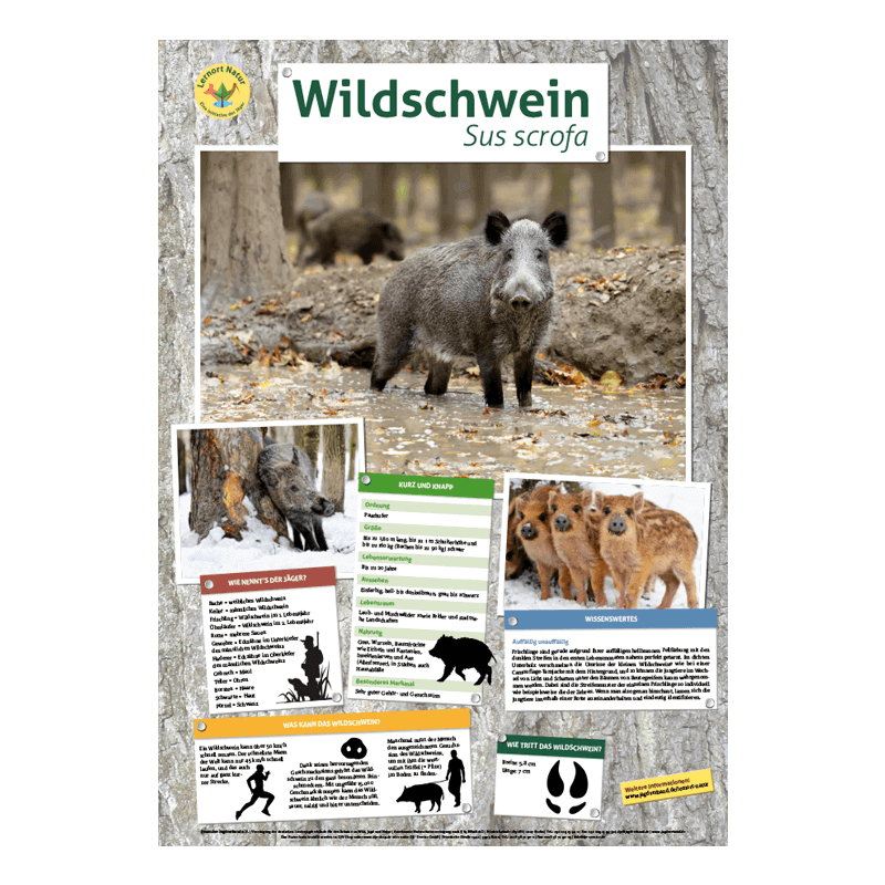 Lernort Natur-Tierposter Wildschwein