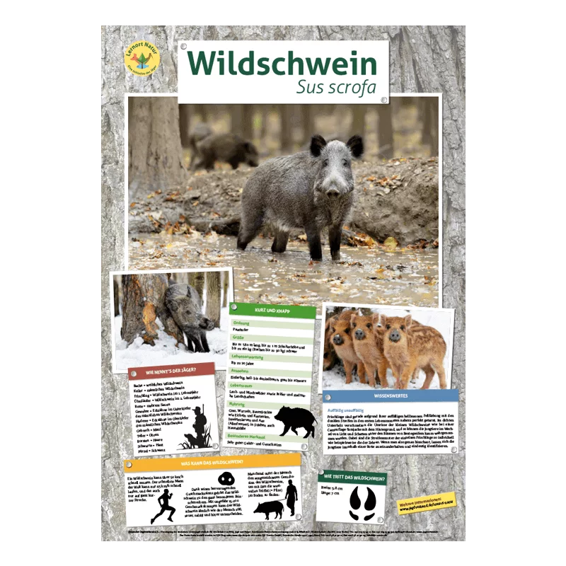 Lernort Natur-Tierposter Wildschwein