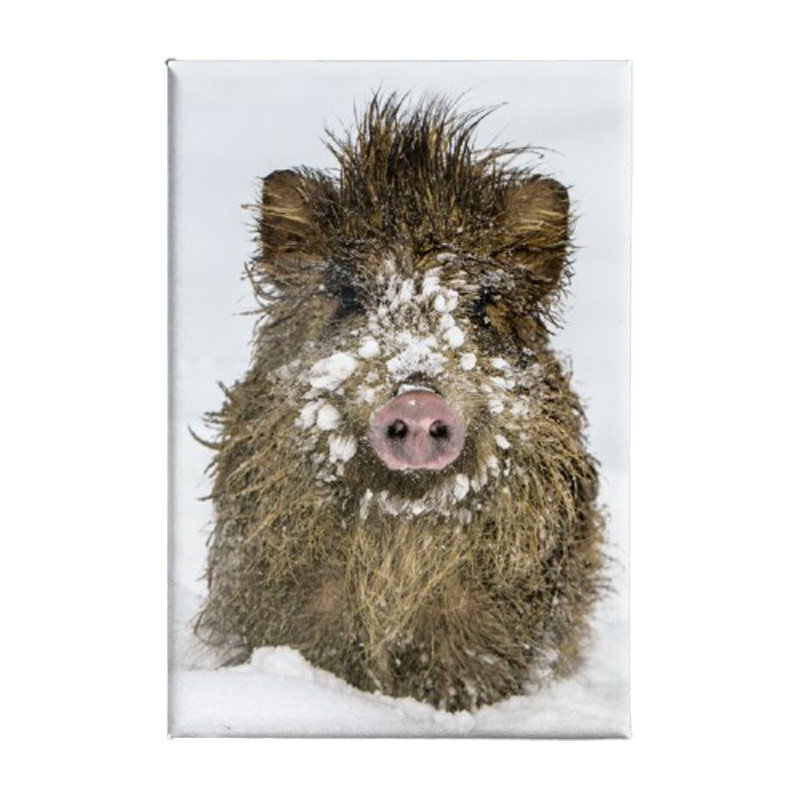 Kühlschrankmagnet "Wildschwein im Schnee"