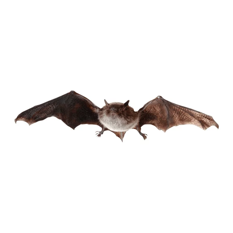 Tieraufsteller Breitflügelfledermaus