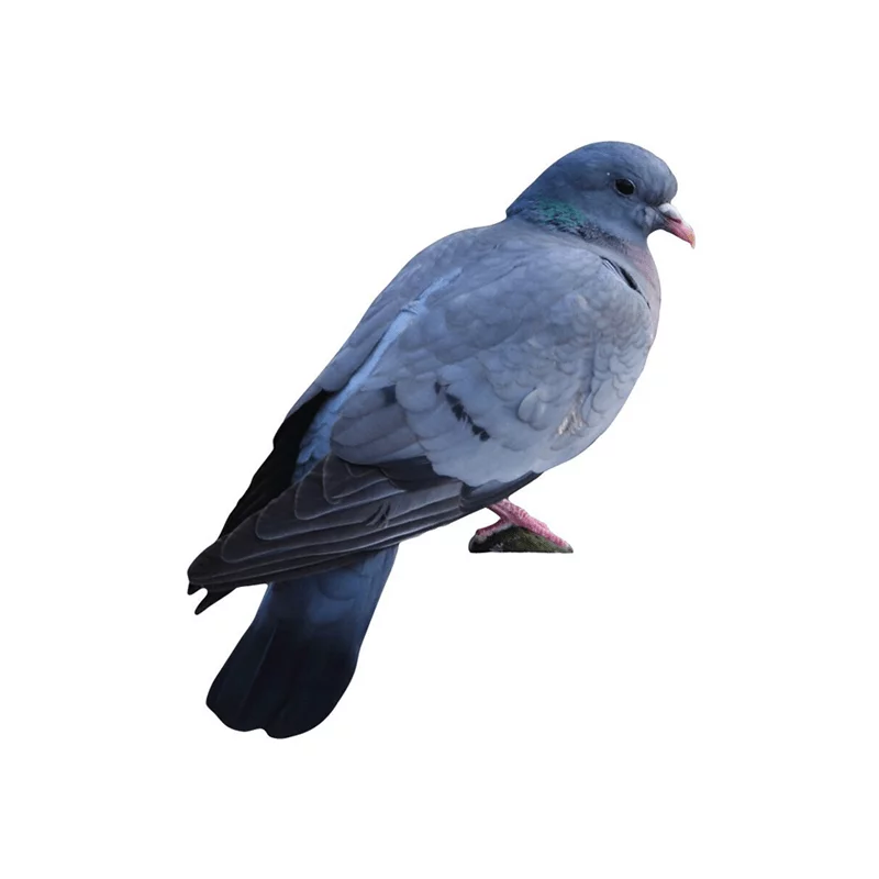 Tieraufsteller Hohltaube