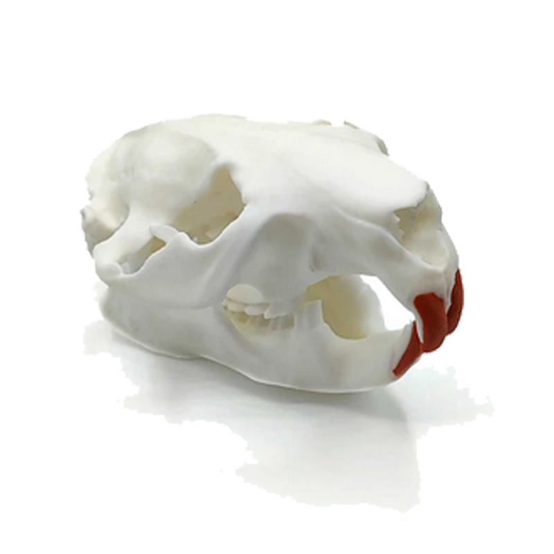 Biberschädel-Replikat (lebensgroß)