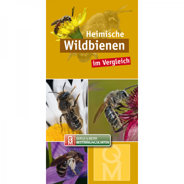 Bestimmungskarte „Heimische Wildbienen im Vergleich“