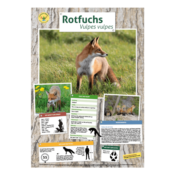 Lernort Natur-Tierposter Fuchs